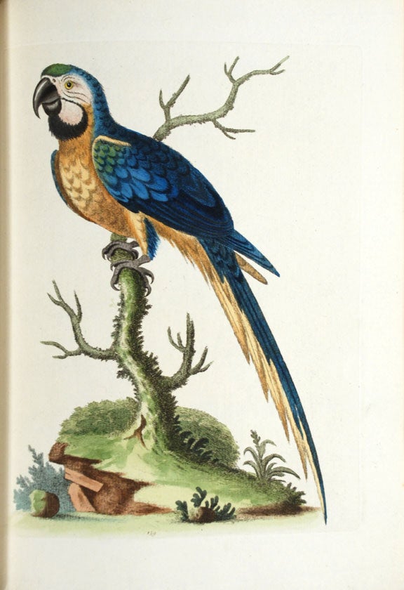 Item #20744 A Natural History of Uncommon Birds, and of Some Other Rare and Undescribed Animals. George EDWARDS.
