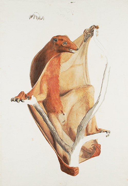 Item #20779 Flying lemur, an original watercolour sketch for a published print. Jean-Baptiste AUDEBERT.