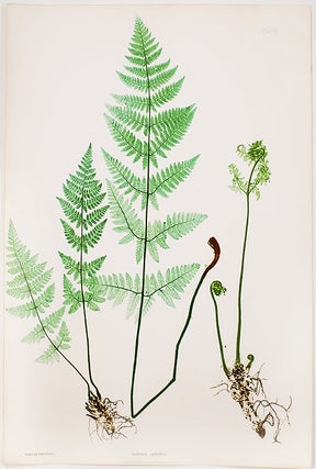 Item #20967 Lastrea spinulosa [Prickly Buckler Fern]. Thomas MOORE