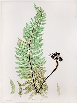 Item #20968 Polystichum aculeatum [Hard Shield Fern]; P.aculeatum argutum [Hard Shield Fern];...