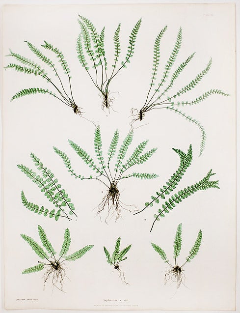 Item #20971 Asplenium viride [Green Spleenwort]. Thomas MOORE.