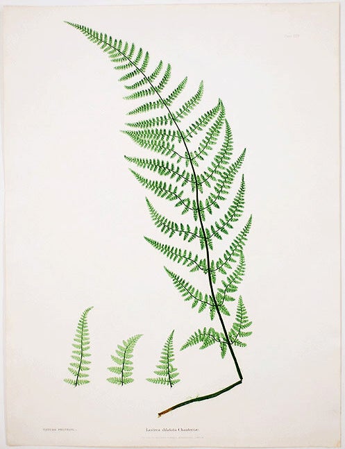 Item #20981 Lastrea dilatata Chanteriae [Broad Prickly-toothed Buckler Fern]. Thomas MOORE.