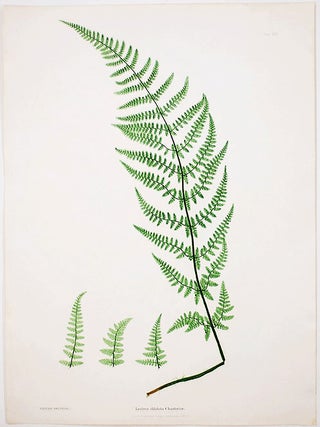 Item #20981 Lastrea dilatata Chanteriae [Broad Prickly-toothed Buckler Fern]. Thomas MOORE