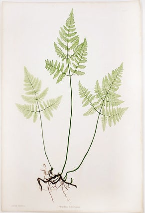 Item #20996 Polypodium Robertianum [Limestone Oak Fern]. Thomas MOORE