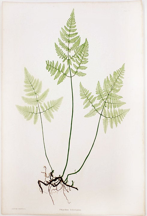 Item #20996 Polypodium Robertianum [Limestone Oak Fern]. Thomas MOORE.