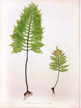 Item #21005 Polypodium vulgare cambricum [Brake Root]; P.vulgare crenatum [Brake Root]. Thomas MOORE