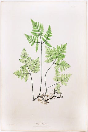 Item #21010 Polypodium Dryopteris [Smooth Three-Branched Polypody, or Oak Fern]. Thomas MOORE