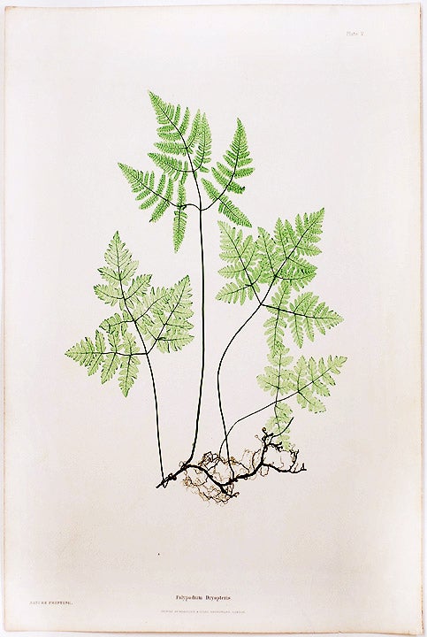 Item #21010 Polypodium Dryopteris [Smooth Three-Branched Polypody, or Oak Fern]. Thomas MOORE.