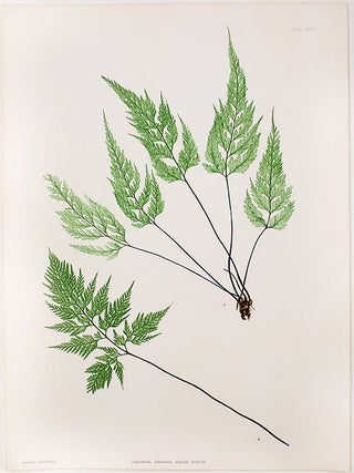 Item #21056 Asplenium Adiantum - nigrum acutum [Black Spleenwort]. Thomas MOORE