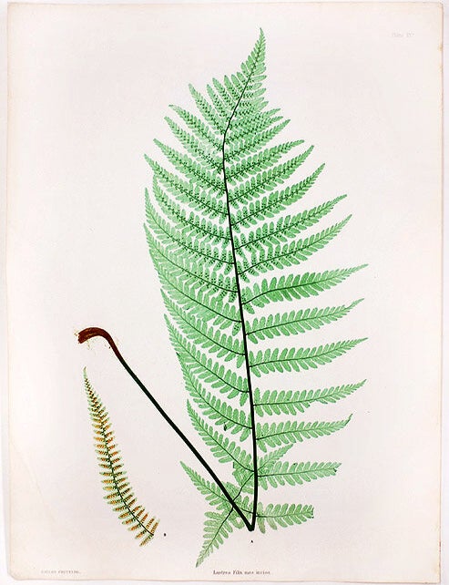 Item #21058 Lastrea Filix-mas incisa [Male Crested Wood Fern]. Thomas MOORE.