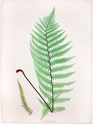 Item #21058 Lastrea Filix-mas incisa [Male Crested Wood Fern]. Thomas MOORE