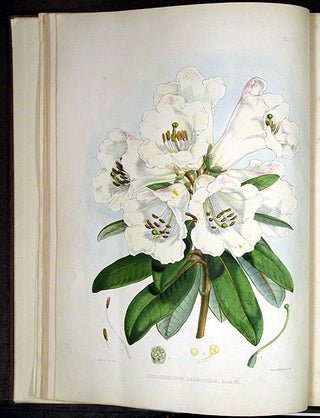 The Rhododendrons of Sikkim-Himalaya; being an account, botanical and geographical of the Rhododendrons recently discovered in the mountains of eastern Himalaya, from drawings and descriptions made on the spot, during a government botanical mission to that country, by Joseph Dalton Hooker... Edited by Sir W.J. Hooker