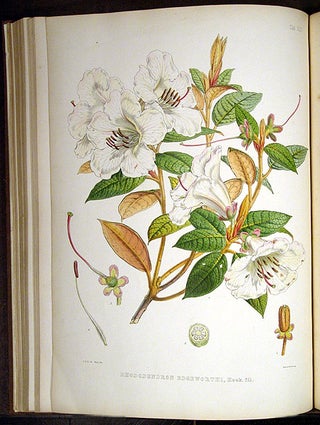 The Rhododendrons of Sikkim-Himalaya; being an account, botanical and geographical of the Rhododendrons recently discovered in the mountains of eastern Himalaya, from drawings and descriptions made on the spot, during a government botanical mission to that country, by Joseph Dalton Hooker... Edited by Sir W.J. Hooker