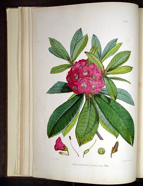 Item #21537 The Rhododendrons of Sikkim-Himalaya; being an account, botanical and geographical of the Rhododendrons recently discovered in the mountains of eastern Himalaya, from drawings and descriptions made on the spot, during a government botanical mission to that country, by Joseph Dalton Hooker... Edited by Sir W.J. Hooker. Sir Joseph Dalton HOOKER.