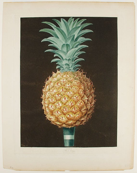 Item #22387 [Pineapple] Black Antigua. After George BROOKSHAW.