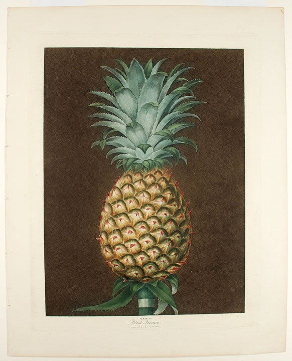 Item #22388 [Pineapple] Black Jamaica Pine. After George BROOKSHAW.