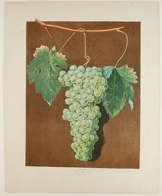 Item #22391 [Grapes] Royal Muscadine Grape. After George BROOKSHAW