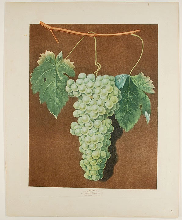 Item #22391 [Grapes] Royal Muscadine Grape. After George BROOKSHAW.