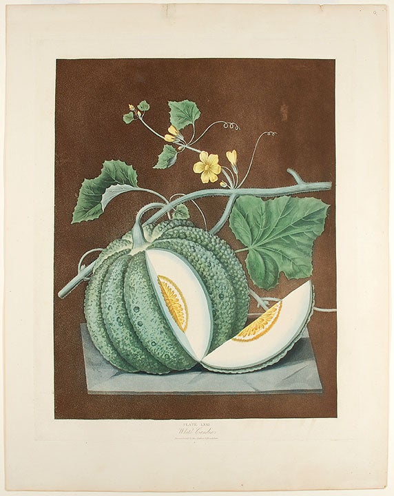 Item #22392 [Melon] White Candia (White Flesh Melon). After George BROOKSHAW.