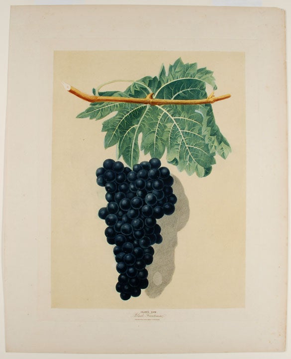Item #22394 [Grapes] Black Frontiniac Grape. After George BROOKSHAW.