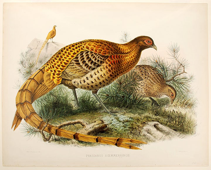Item #22404 Phasianus Soemmerringii [Soemmering's Pheasant]. Joseph WOLF.