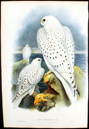 Item #22417 [Greenland Gyrfalcon] Falco Candicans. John GOULD