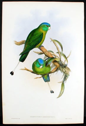 Item #22422 Blue-Headed Racket-Tailed Parrot] Prioniturus Discosurus. John GOULD