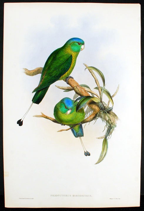 Item #22422 Blue-Headed Racket-Tailed Parrot] Prioniturus Discosurus. John GOULD.