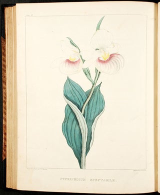 A Flora of North America. Illustrated by coloured figures, drawn from nature