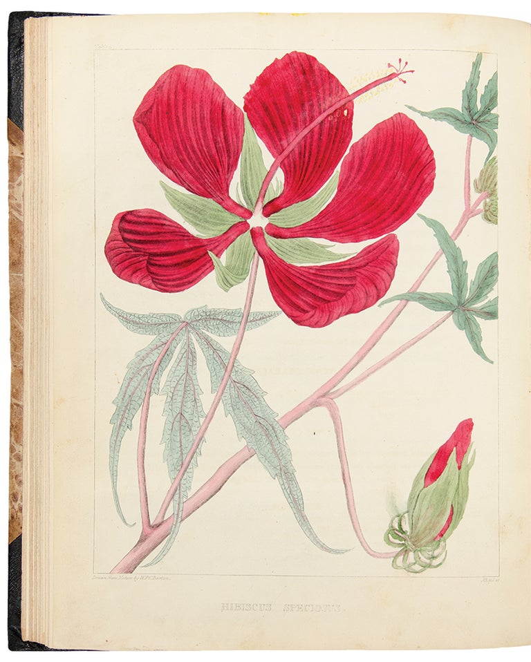 Item #22470 A Flora of North America. Illustrated by coloured figures, drawn from nature. William Paul Crillon BARTON.