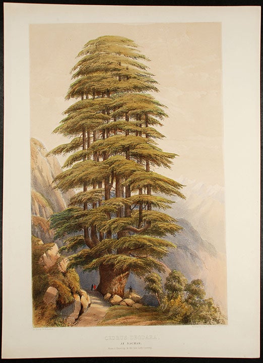 Item #22672 Cedrus Deodara, at Nachar from a drawing by the late Lady Canning (Himalyan Cedar). Edward James RAVENSCROFT, - William RICHARDSON.