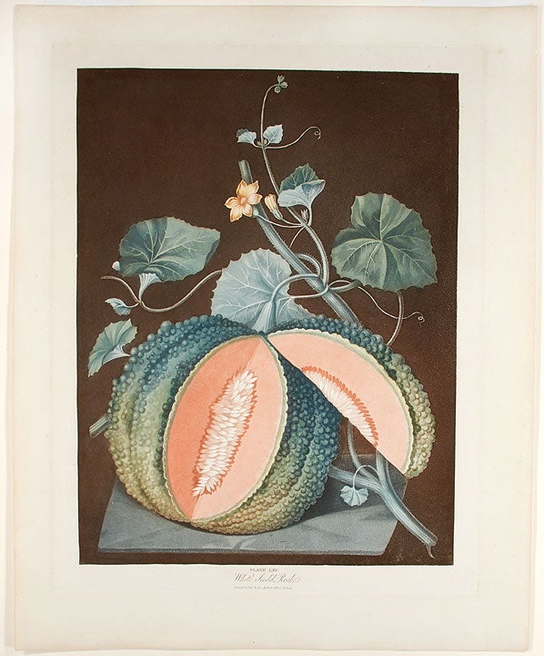 Item #23588 [Melon] White-seeded Rock Melon. After George BROOKSHAW.