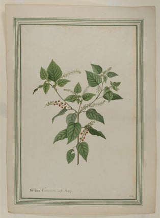 Item #24588 Rivina canescens (Rivina humulus, Rouge Plant). Georg Dionysius EHRET, attr