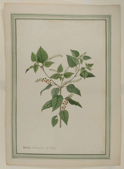 Item #24588 Rivina canescens (Rivina humulus, Rouge Plant). Georg Dionysius EHRET, attr.