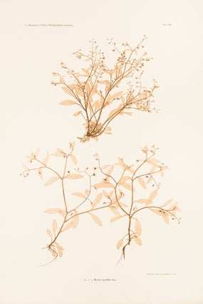 Item #24912 Myosotis sparsiflora. Constantin Freiherr Von ETTINGSHAUSEN, Alois POKORNY
