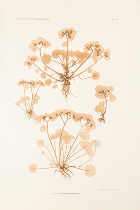Item #24914 Chrysosplenium alternifolium. Constantin Freiherr Von ETTINGSHAUSEN, Alois POKORNY