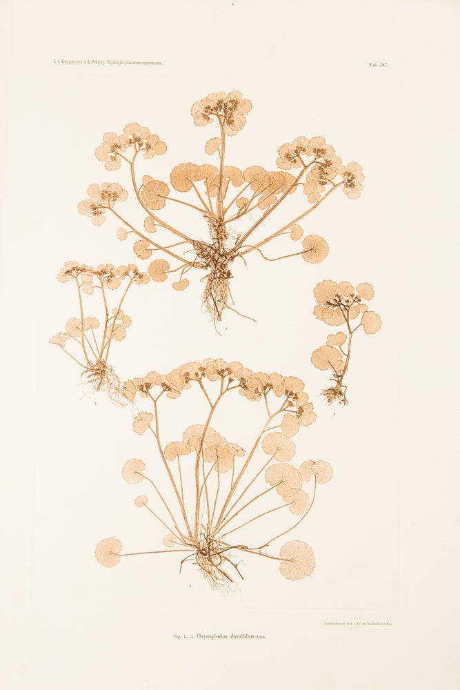 Item #24914 Chrysosplenium alternifolium. Constantin Freiherr Von ETTINGSHAUSEN, Alois POKORNY.