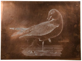 Item #25048 [Plate XCIII] Common Gull, Win. Plum. Prideaux John SELBY