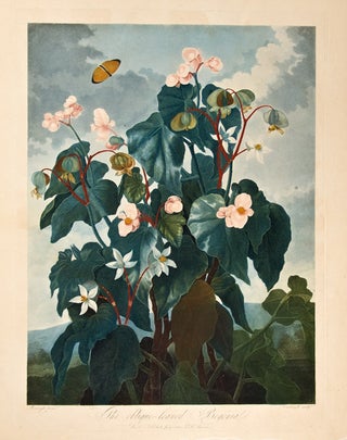 Item #26024 The Oblique-Leaved Begonia. Robert John THORNTON, - Philip REINAGLE
