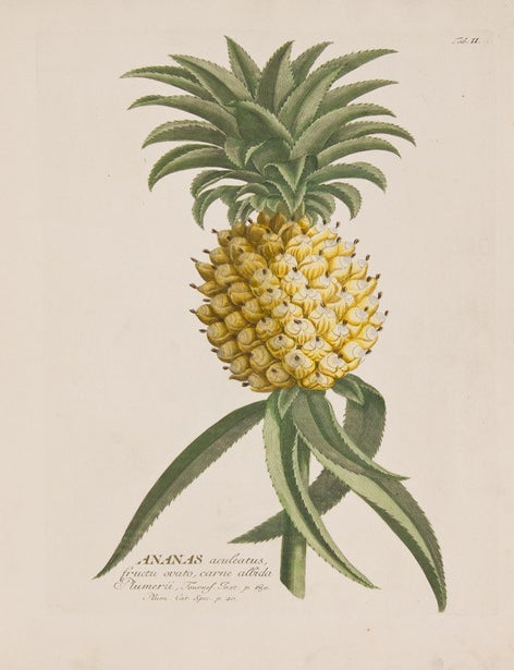 Item #26029 Ananas [Pineapple]. After George Dionysius EHRET.