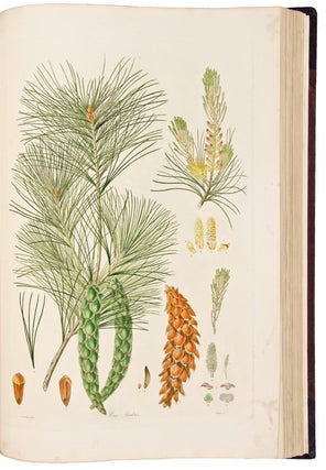 A Description of the Genus Pinus, with directions relative to the cultivation, and remarks on the uses of the several species: also descriptions of many other new species of the family Coniferae. Plates.