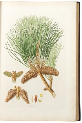 A Description of the Genus Pinus, with directions relative to the cultivation, and remarks on the uses of the several species: also descriptions of many other new species of the family Coniferae. Plates.