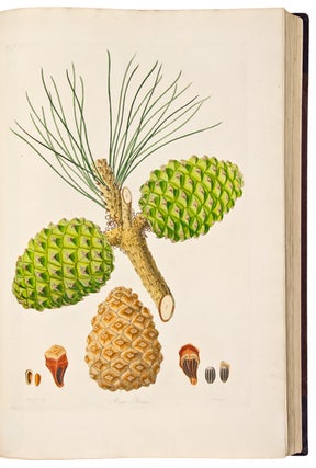 Item #26254 A Description of the Genus Pinus, with directions relative to the cultivation, and...