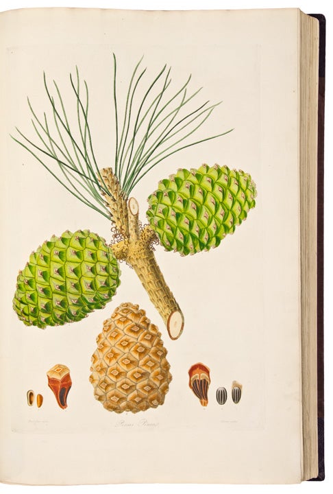 Item #26254 A Description of the Genus Pinus, with directions relative to the cultivation, and remarks on the uses of the several species: also descriptions of many other new species of the family Coniferae. Plates. Aylmer Bourke LAMBERT.
