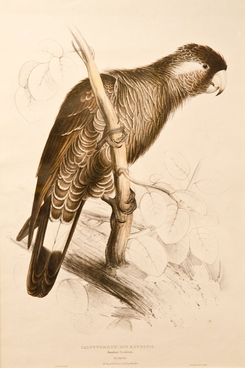 Item #26835 Baudin's Cockatoo. Calyptorhynclus Baudinii. Edward LEAR.