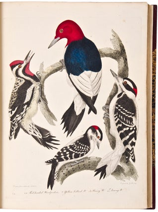 American Ornithology; or the Natural History of the Birds of the United States. Illustrated with plates engraved and coloured from original drawings taken from nature