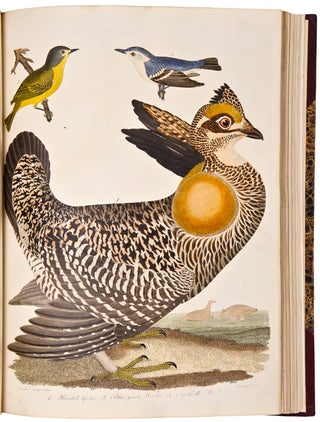 American Ornithology; or the Natural History of the Birds of the United States. Illustrated with plates engraved and coloured from original drawings taken from nature