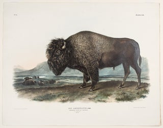 Item #27830 American Bison or Buffalo [Male] from The Viviparous Quadrupeds of North America....