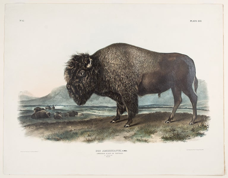 Item #27830 American Bison or Buffalo. John James AUDUBON.