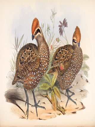 A Monograph of the Odontophorinae, or Partridges of America